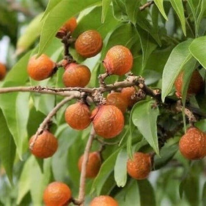 Soapberry Berry Seeds