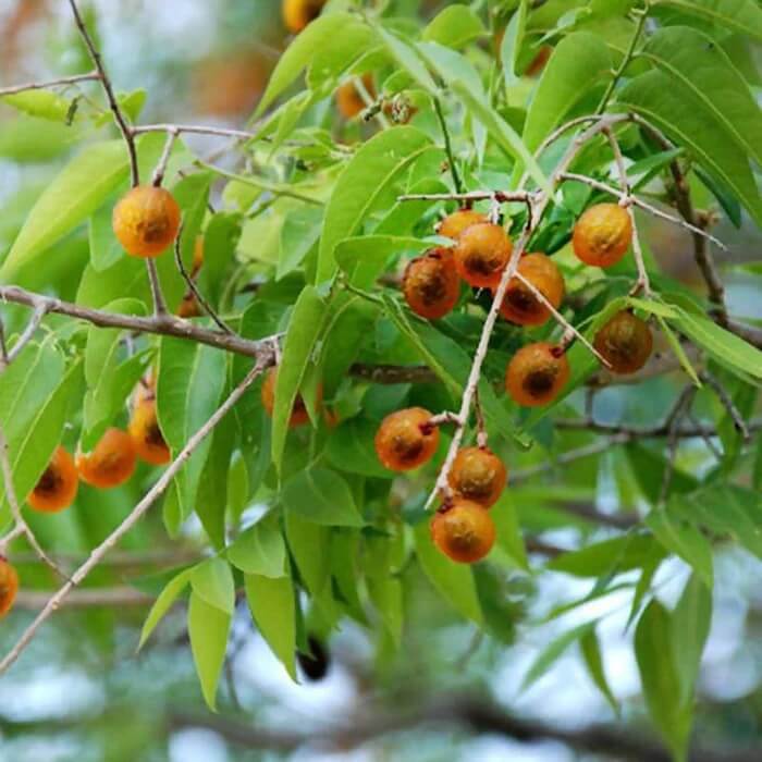 Soapberry Berry Seeds