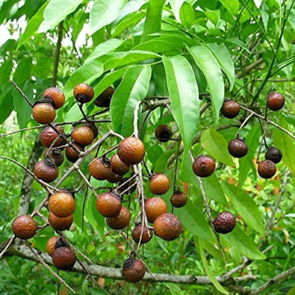 Soapberry Berry Seeds