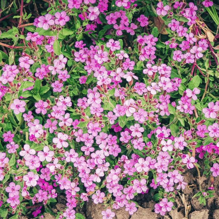 Soapwort Seeds - Flower Plant for Home Gardens