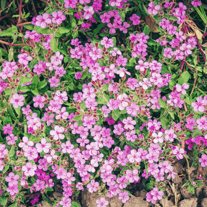 Soapwort Seeds - Flower Plant for Home Gardens