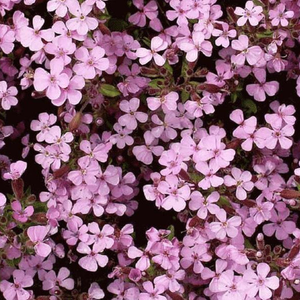 Soapwort Seeds - Flower Plant for Home Gardens