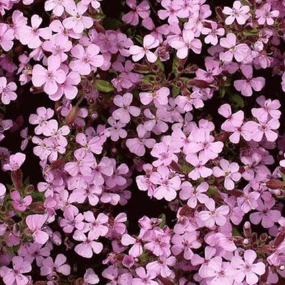 Soapwort Seeds - Flower Plant for Home Gardens