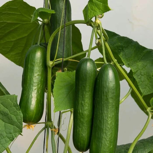 Socrates cucumber seeds - Vegetable Plant