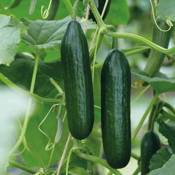 Socrates cucumber seeds - Vegetable Plant