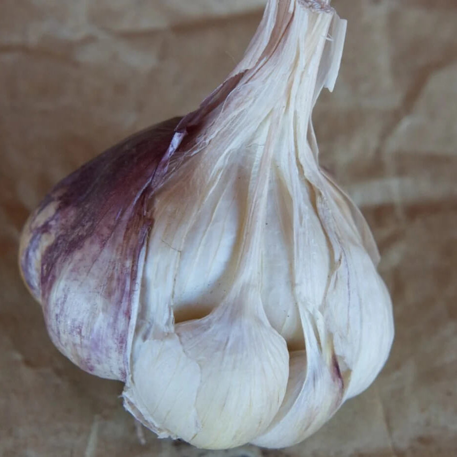 Softneck Artichok Garlic Vegetable Seeds