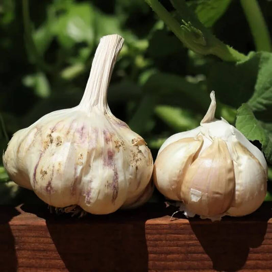 Softneck Artichok Garlic Vegetable Seeds