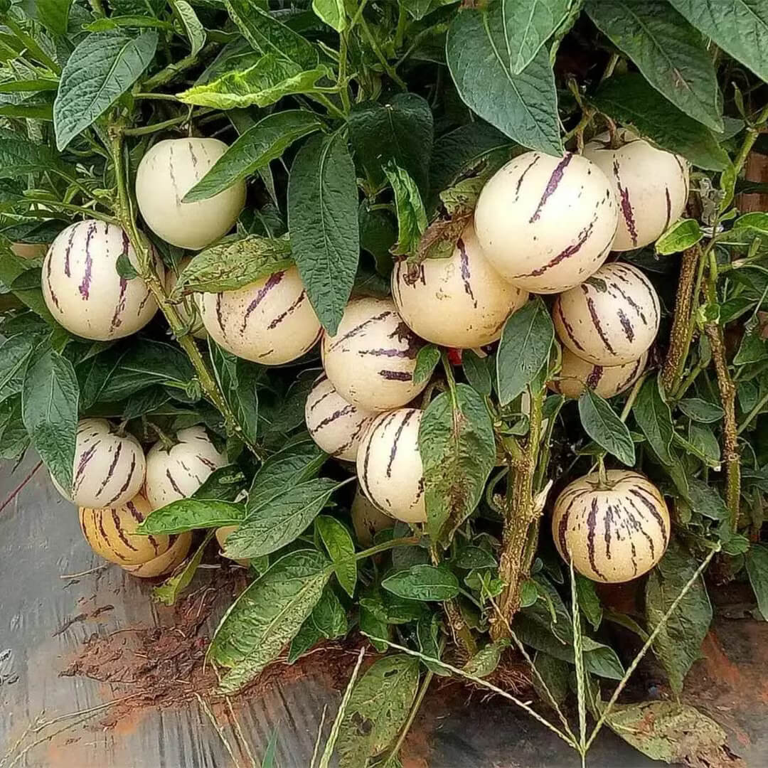 Solanum Muricatum Pepino Seeds