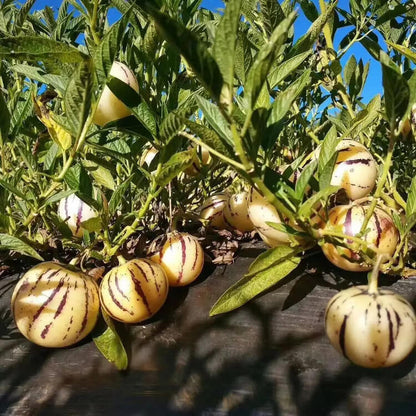 Solanum Muricatum Pepino Seeds