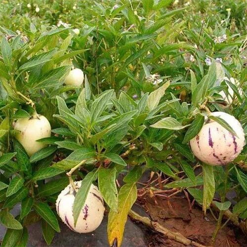 Solanum Muricatum Pepino Seeds