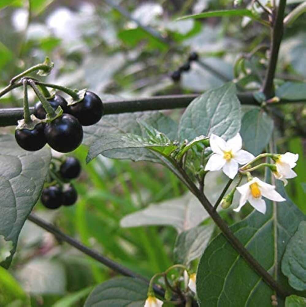 Solanum Nigrum Black Nightshade Seeds 