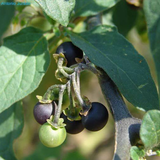 Solanum Nigrum Black Nightshade Seeds 