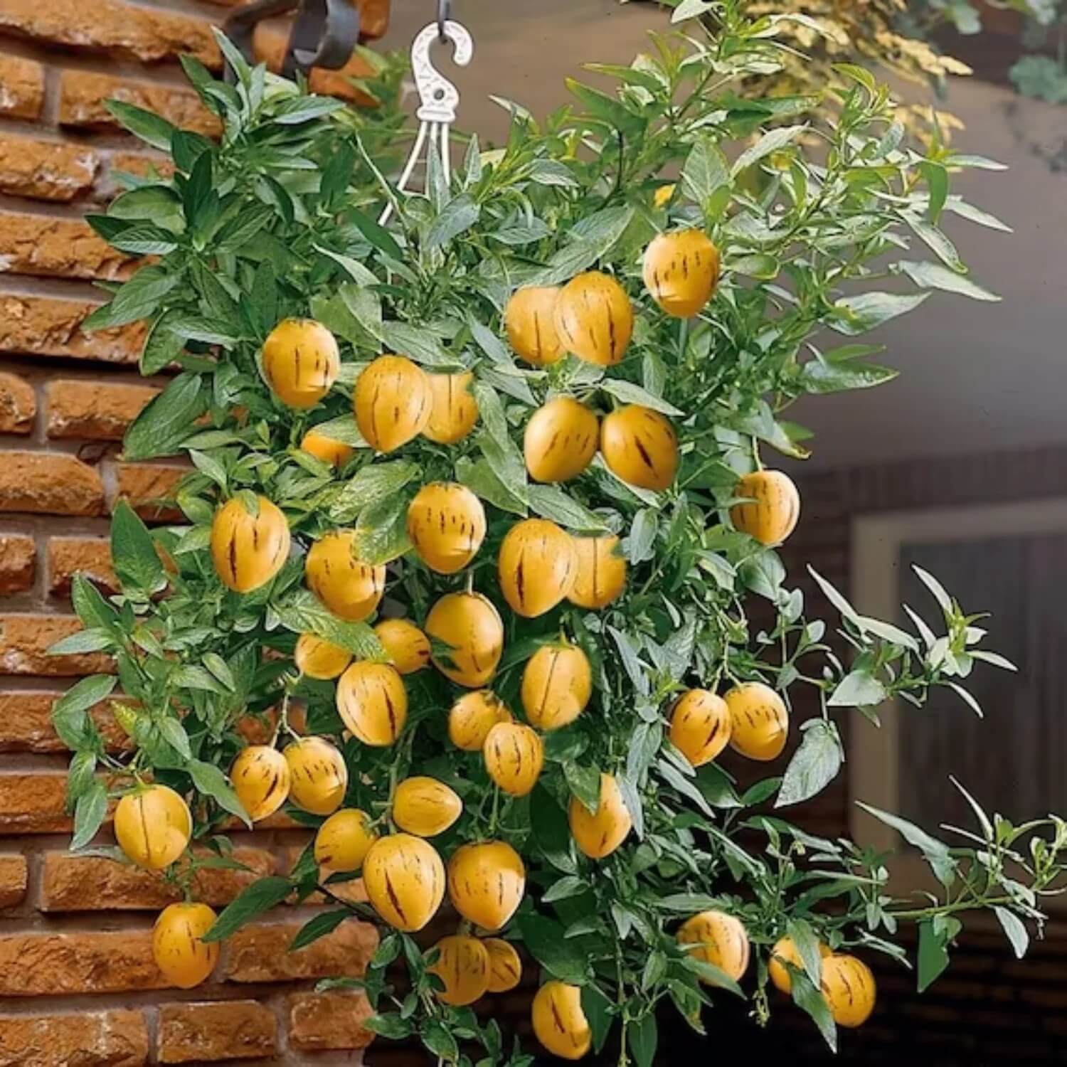 Solanum Pepino Seeds