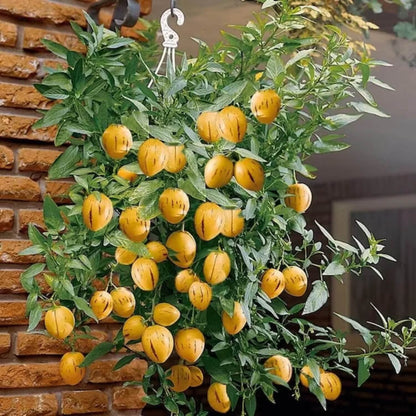 Solanum Pepino Seeds