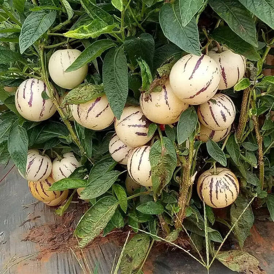 Solanum Pepino Seeds