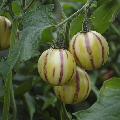 Solanum Pepino Seeds