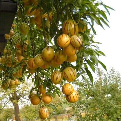 Solanum Pepino Seeds