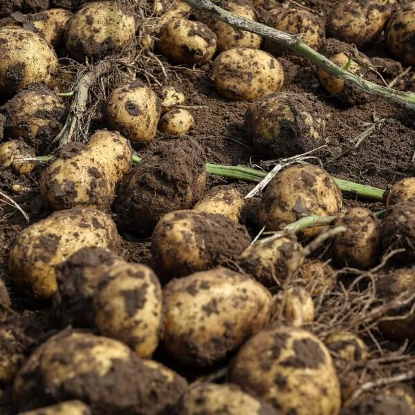 Solanum Tuberosum Seeds 
