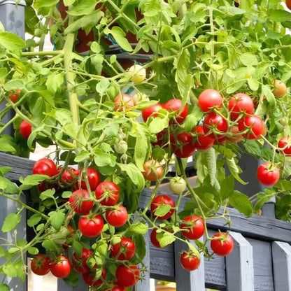 Solanum lycopersicum seeds for Planting 