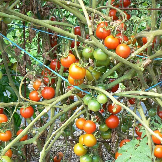Solanum lycopersicum seeds for Planting 