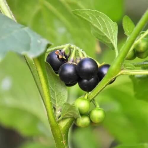 Solanum nigrum seeds 