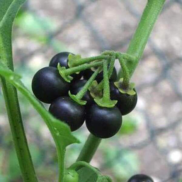 Solanum nigrum seeds 