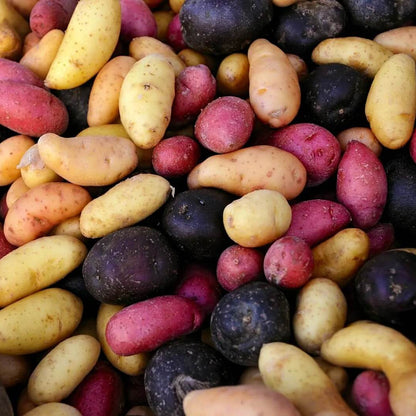 Solanum tuberosum Potato Seeds 