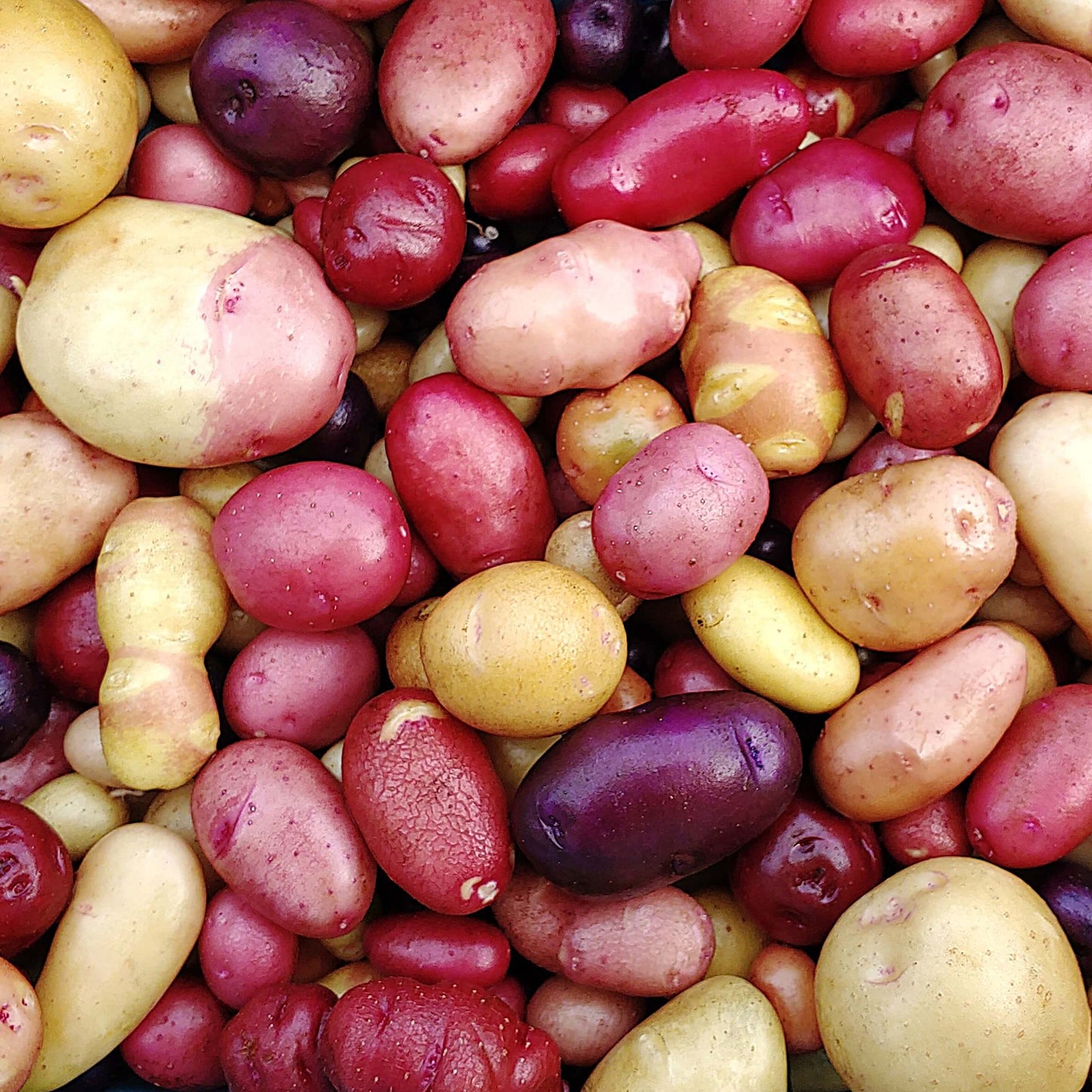 Solanum tuberosum Potato Seeds 