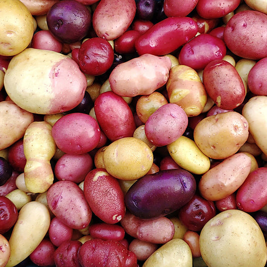 Solanum tuberosum Potato Seeds 