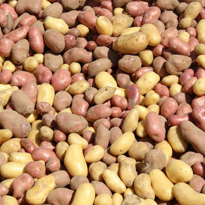 Solanum tuberosum Potato Seeds 