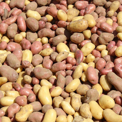 Solanum tuberosum Potato Seeds 