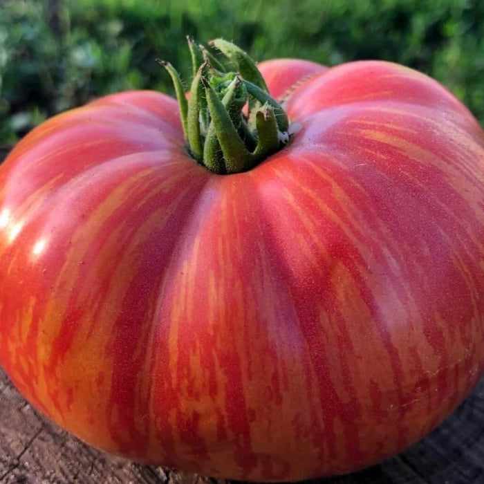 Solar Fire Tomato Seeds - Vegetable Plant