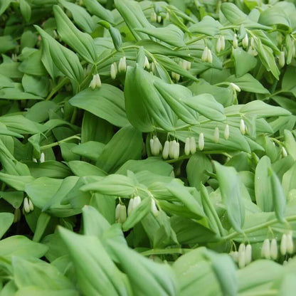 Solomon’s Seal Seeds for Planting
