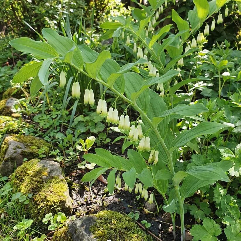 Solomon’s Seal Seeds for Planting