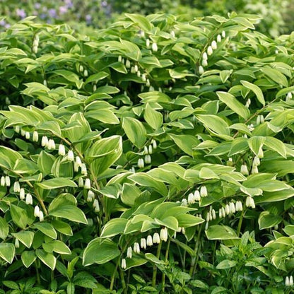 Solomon’s Seal Seeds for Planting