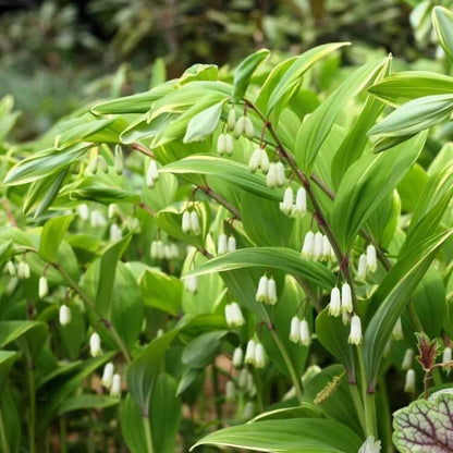 Solomon’s Seal Seeds for Planting