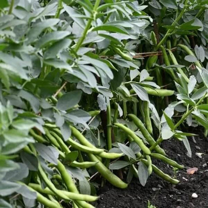 Sonoran Desert Beans Seeds