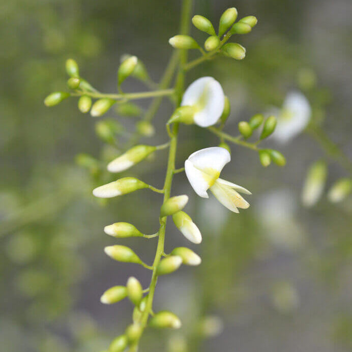 Sophora Japonica Seeds - Ornamental Tree Seeds for Home Gardens