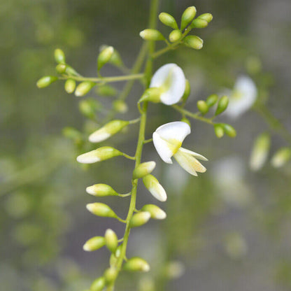 Sophora Japonica Seeds - Ornamental Tree Seeds for Home Gardens