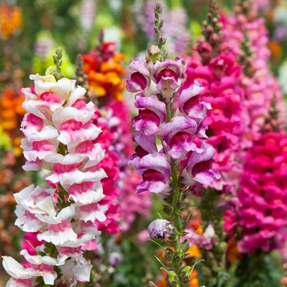 Sorbet Snapdragon Seeds - Heirloom Flower Plant for Home Gardens