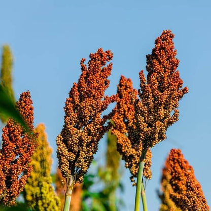Sorghum Seeds - Vegetable Plant for Home Gardens