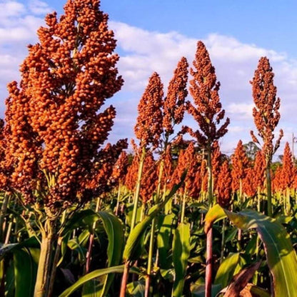 Sorghum Seeds - Vegetable Plant for Home Gardens