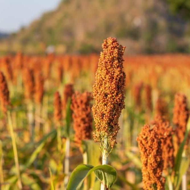 Sorghum Seeds - Vegetable Plant for Home Gardens
