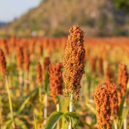 Sorghum Seeds - Vegetable Plant for Home Gardens