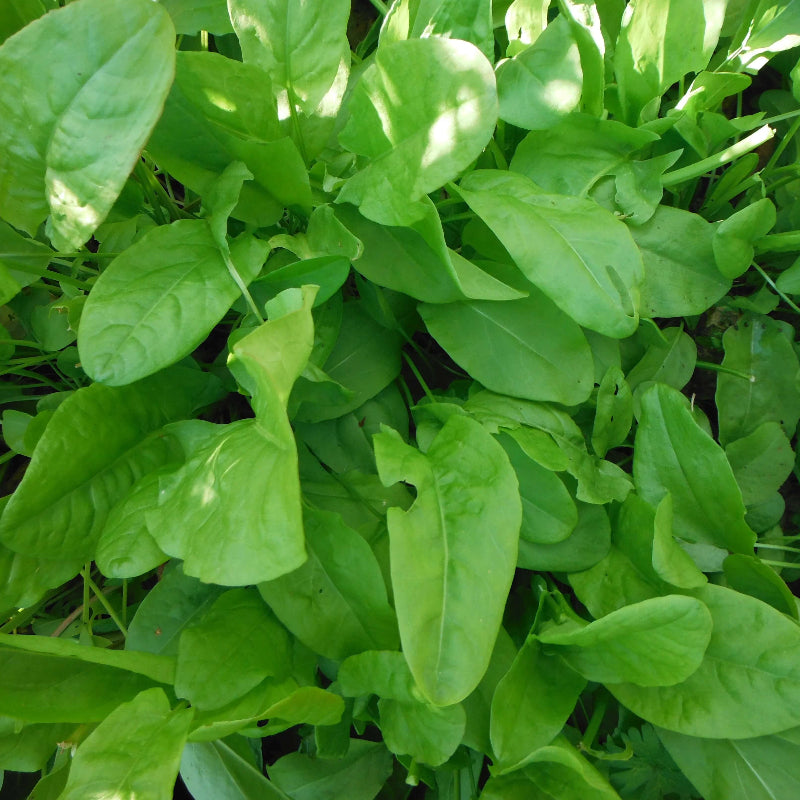 Sorrel Seeds