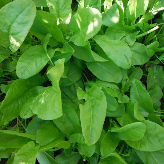 Sorrel Seeds