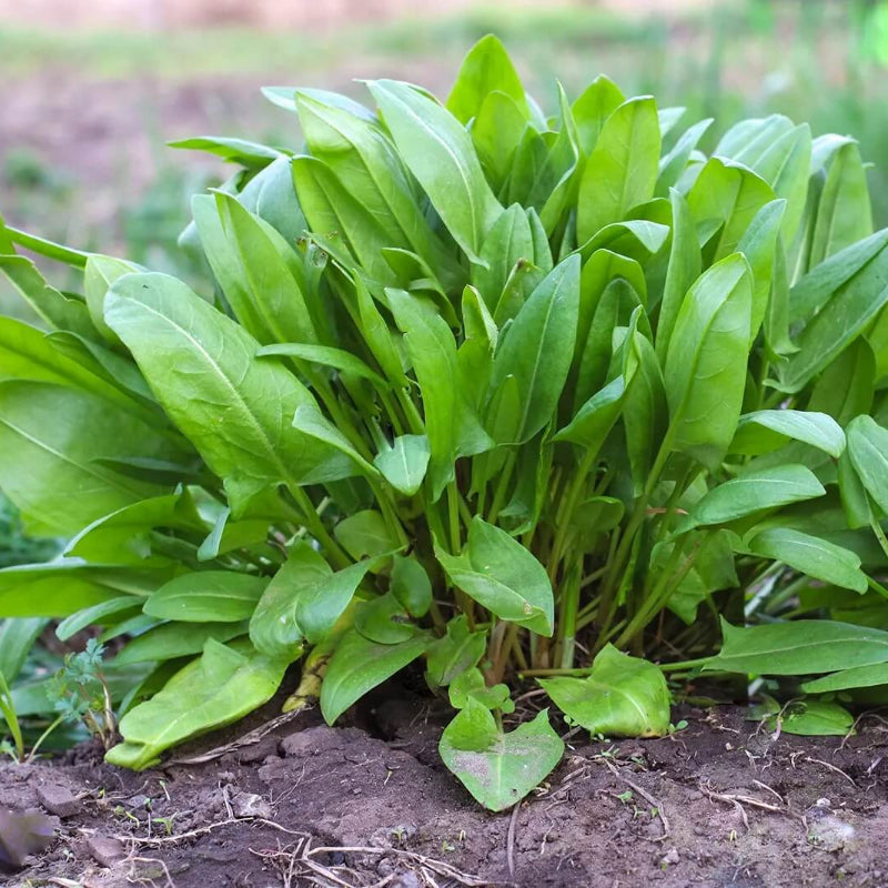 Sorrel Seeds