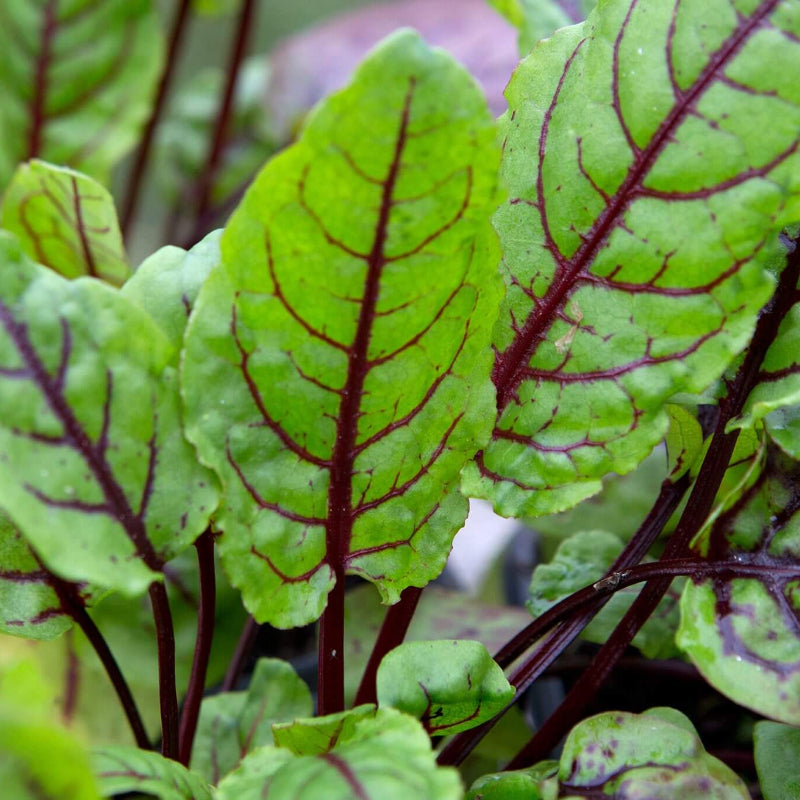 Sorrel Seeds