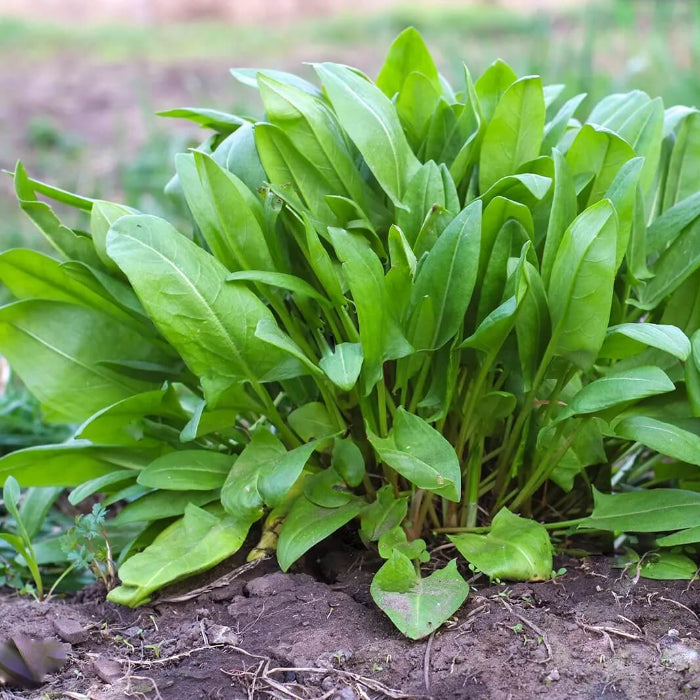 Sorrel Seeds - Herbal Plant