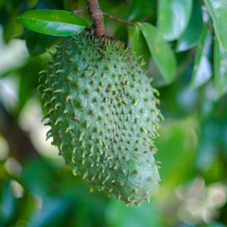 Soursop Seeds - Fruit Plant for Home Garden
